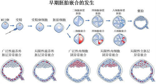 第三代试管婴儿技术大揭秘：胚胎活检究竟是什么？