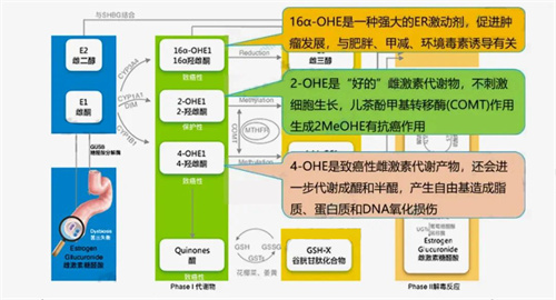卵泡长不大，宫腔问题多？！根源不是雌激素高or低？“幕后推手”竟是它？
