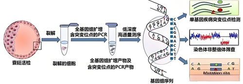 试管婴儿科普：造成不明原因的不孕因素，您知道几个？