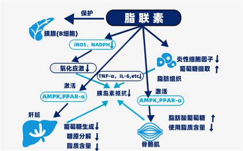 不敢信！获卵数、流产率竟被这个指标左右？！改善它就能拿到好胚胎？