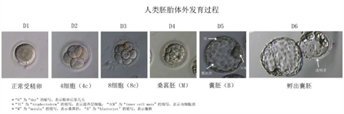 取卵后“第3天”胚胎的去向选择！