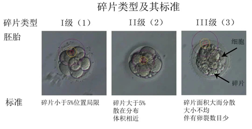 取卵后“第3天”胚胎的去向选择！