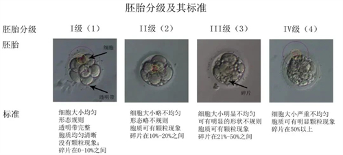 取卵后“第3天”胚胎的去向选择！