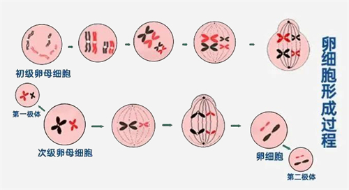 姐弟恋更好孕？！把握这5步，恢复蝌蚪年轻态！重返备孕黄金期！