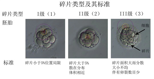 冻之前是优质胚胎，解冻后怎么还掉等级？