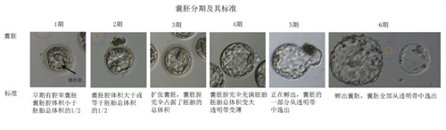 冻之前是优质胚胎，解冻后怎么还掉等级？