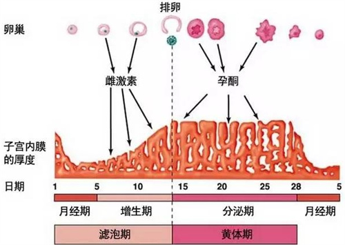 子宫内膜蠕动波与试管婴儿成功率有什么关系？