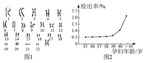 发生胚染异常怎么办？高龄姐妹要注意！
