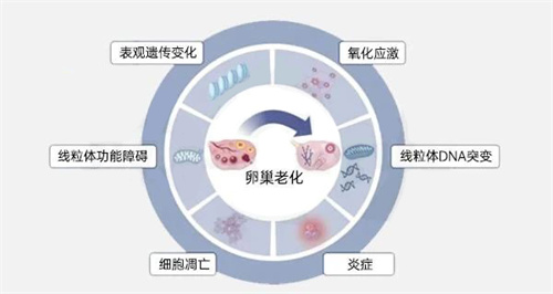 谁不想要卵子更年轻呢？补充它作用“完胜”辅酶Q10！多文献实锤！