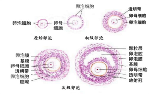 “卵泡张力差”还能受孕吗？3步改善有的救！差卵变好卵！