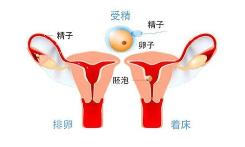 这几种情况下，男性因素也会造成胎停育！