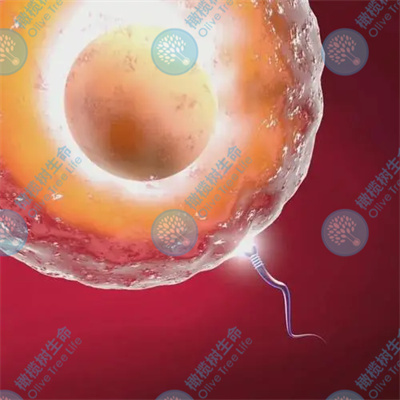 什么是抗透明带免疫性不孕？可以做试管婴儿吗？