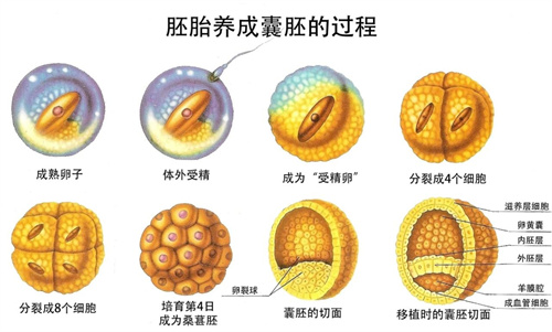 卵子质量该怎么判断？这三个方法请收好！