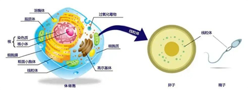 卵子质量该怎么判断？这三个方法请收好！