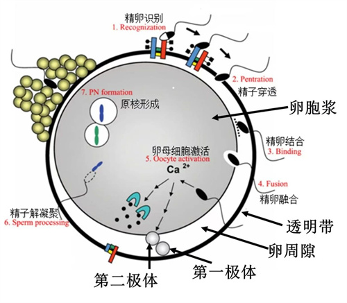 异常受精形成的胚胎，是不是移植无望？
