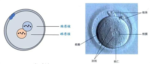 异常受精形成的胚胎，是不是移植无望？