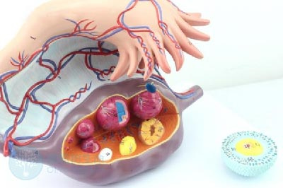 3招“重塑”线粒体，强势提升卵巢功能！中医卵巢抗衰经典来了！