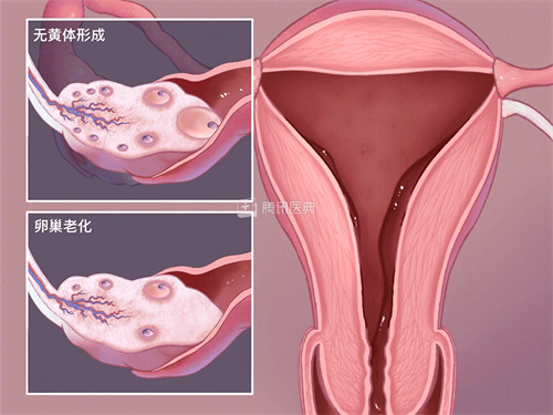 试管婴儿科普：造成不明原因的不孕因素，您知道几个？