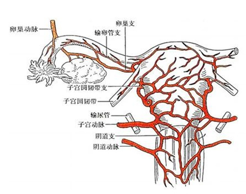 胎停高发季来了，孕妈们要当心！