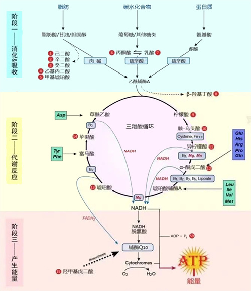 卵子质量差、胚胎发育不良？揭秘卵巢衰老的根源问题和应对策略！