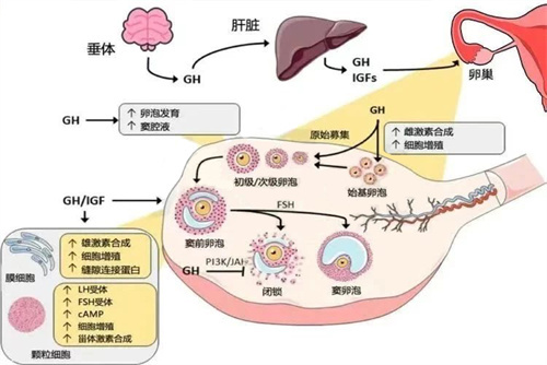 这种「中医体质」致不孕风险飙升？带你4步逆袭养成易孕体质！