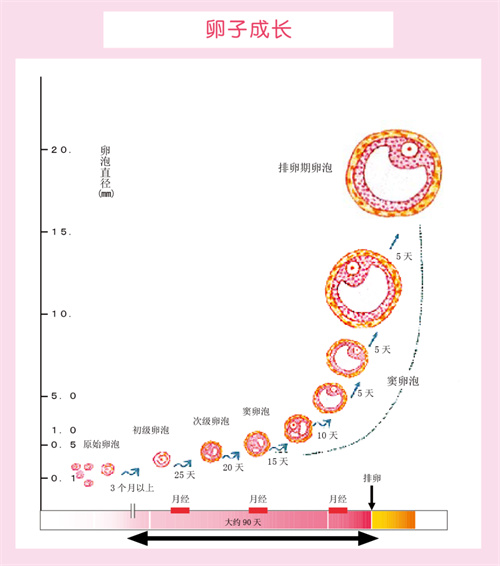 性激素的最佳检查时间，你了解过吗？