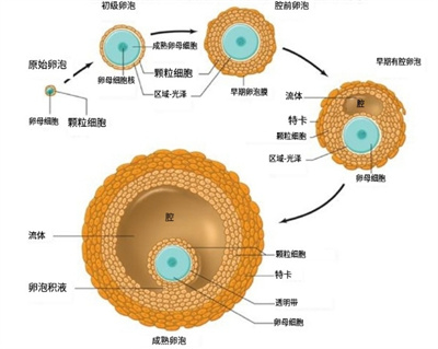 胚染总异常？！一招帮你揪出隐藏的“元凶”！收获健康宝宝！