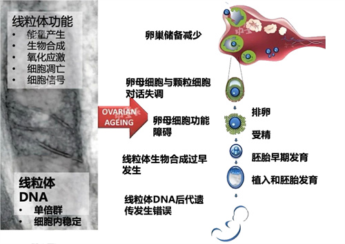 胚染总异常？！一招帮你揪出隐藏的“元凶”！收获健康宝宝！