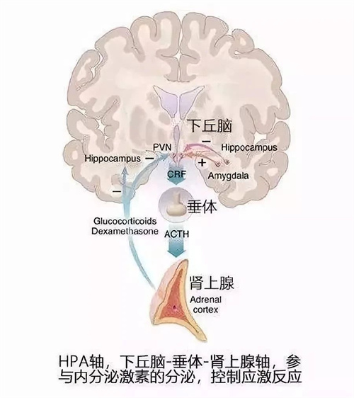 国家喊你减肥啦！但要注意避开这3个坑