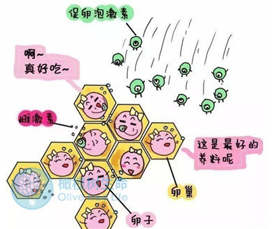 月经总提前？！这可是卵巢功能下降的前兆！3步紧急补救，抢占“生机”！