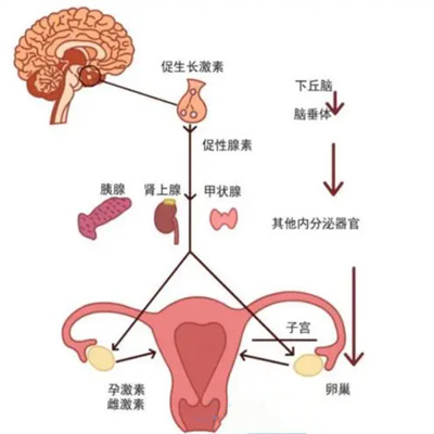 试管一次成功全靠它？性激素六项暗藏3大“通关密码”！90%的人都不知道！
