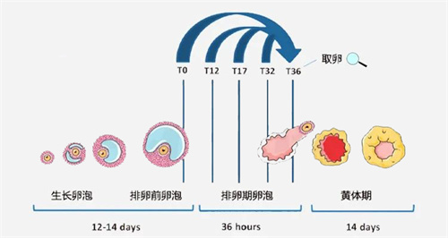 试管一次成功全靠它？性激素六项暗藏3大“通关密码”！90%的人都不知道！