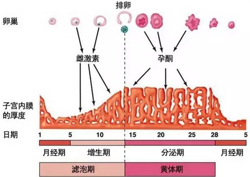 试管一次成功全靠它？性激素六项暗藏3大“通关密码”！90%的人都不知道！