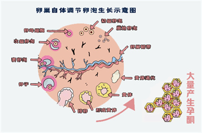 你的促排药是“万能药”还是“无效药”？起决定作用的是它！