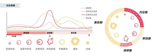 月经总是提前，是你的卵巢在求救…
