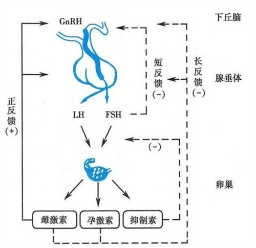 月经总是提前，是你的卵巢在求救…