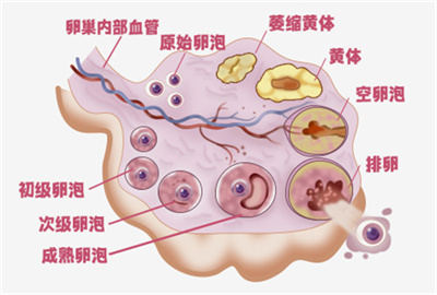 姨妈前后“褐色分泌物”，先别急着补孕酮！4大关键因素，备孕一定要知道！