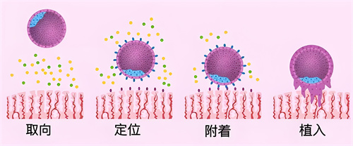 战胜“生化妊娠”，做到这2点就够了！