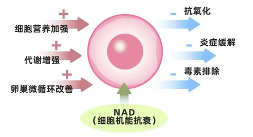 谁说高龄生育难？！掌握5个关键点，40+抱娃也不难！