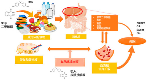 这个指标竟严重影响卵巢储备！中招率极高