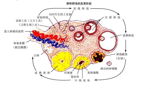 超详细的卵泡“成长史”，看完你全懂！