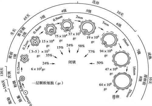 超详细的卵泡“成长史”，看完你全懂！