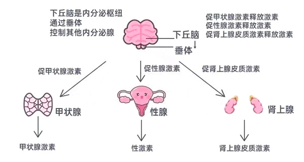试管姐妹多做一件事，成功率翻倍！多文献实证