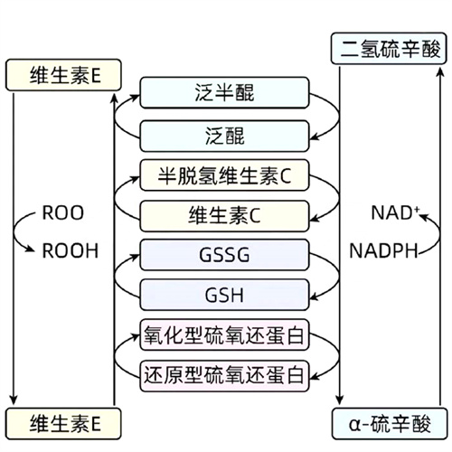 黑马！辅酶Q10“神队友”现身！搭配对了，大龄卵子质量或可逆袭！