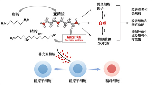 揭秘被诺奖团队盯上的「生育黄金」！大龄备孕多吃它，重塑精卵质量，提升成功率~