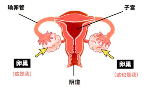 有些卵巢早衰，从出生那一刻就决定了……
