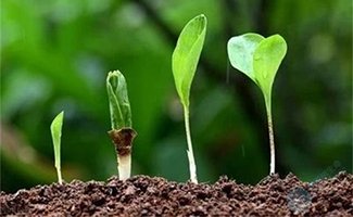 内膜薄怎么办？这3办法让内膜涨涨涨！