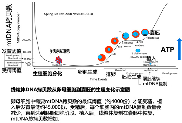 高龄试管全靠运气？不！核心抱娃策略在这里！