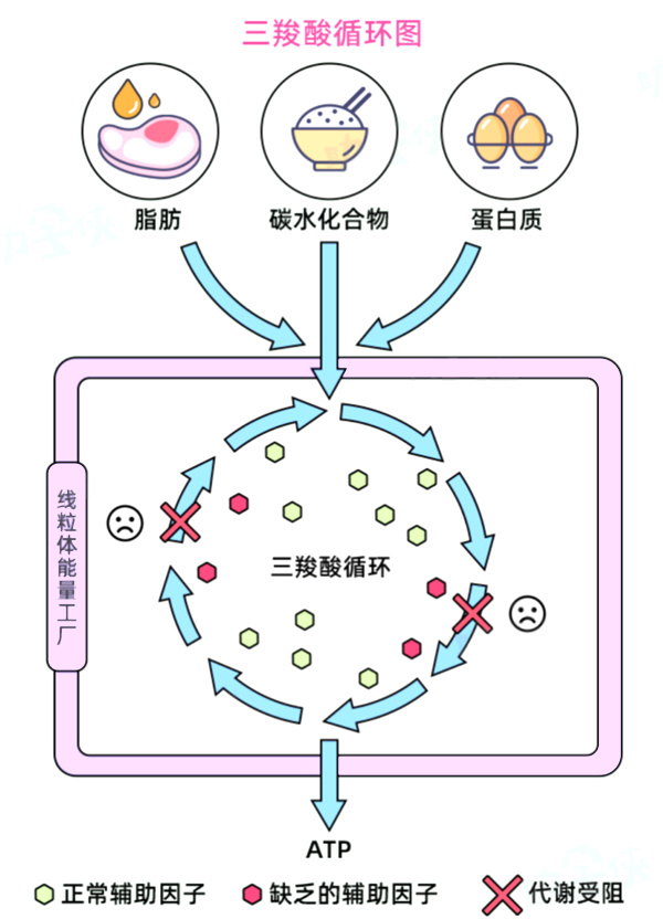 高龄试管全靠运气？不！核心抱娃策略在这里！