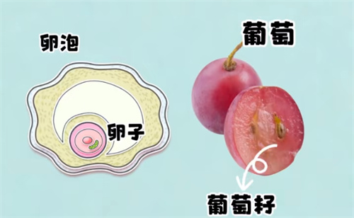 卵泡又大又圆，为何卵子质量却很差？